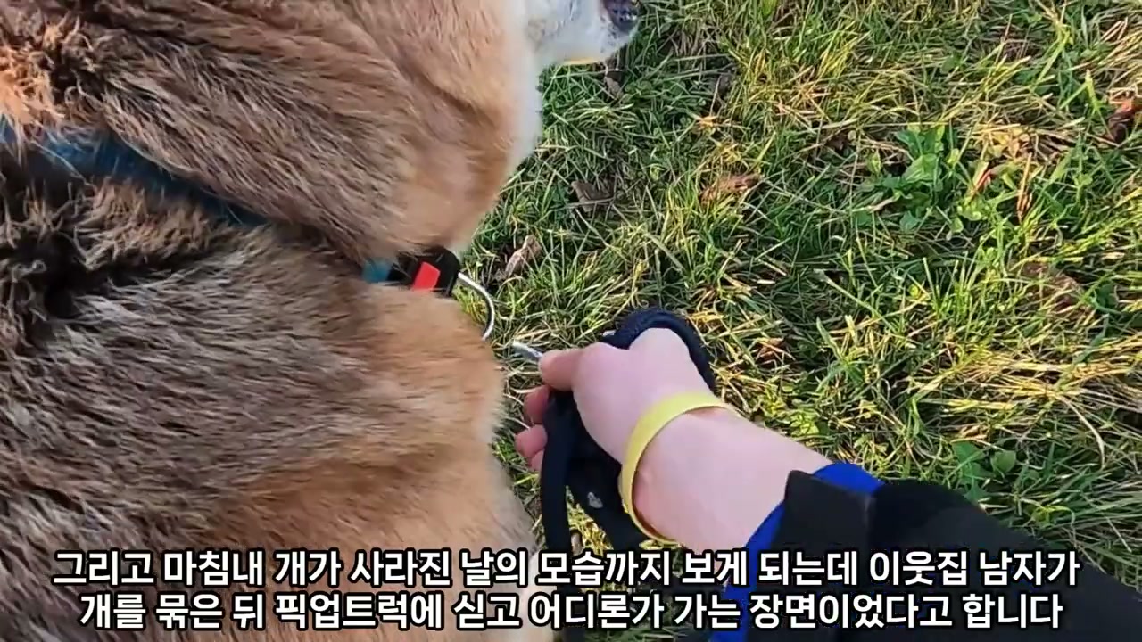 갈색 털의 개 옆 잔디밭에서 노란 팔찌를 찬 손이 검은 목줄을 쥐고 있는 장면